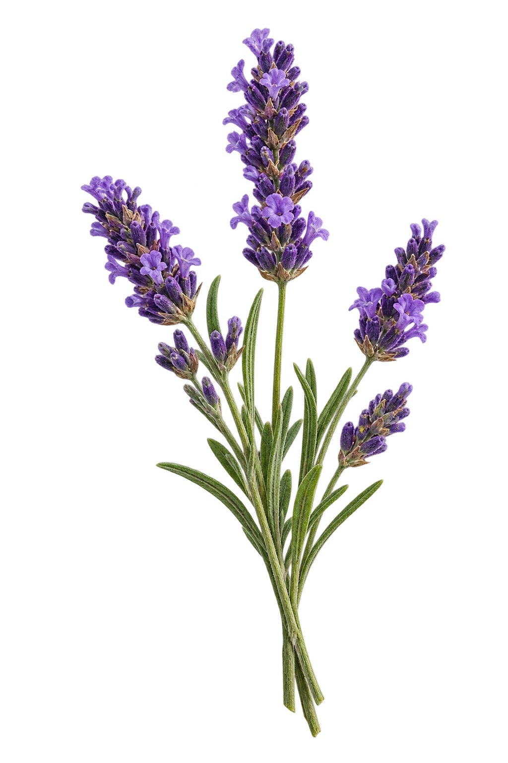 Ramo delicado de lavanda